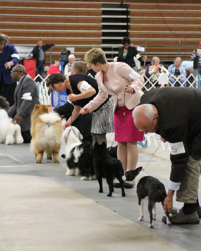 Rochester Minnesota Kennel Club All Breeds Kennel Club